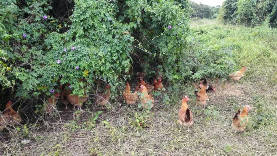 國內首創——振野智能移動散養雞舍