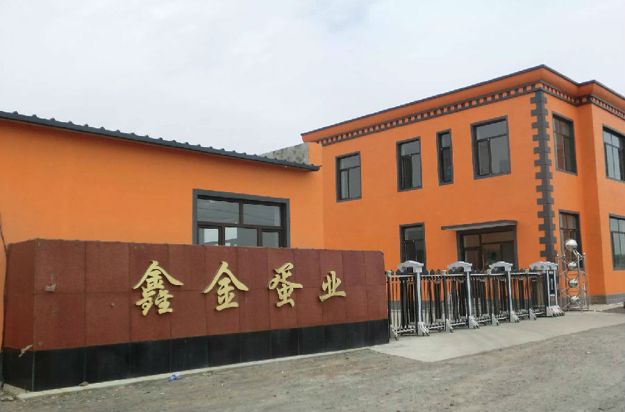 遼陽鑫金——飼養金定鴨,富了咱農家! 遼陽鑫金——飼養金定鴨,富了咱農家!