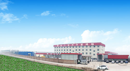 專注雞蛋28年,只為一枚安全蛋 專注雞蛋28年,只為一枚安全蛋