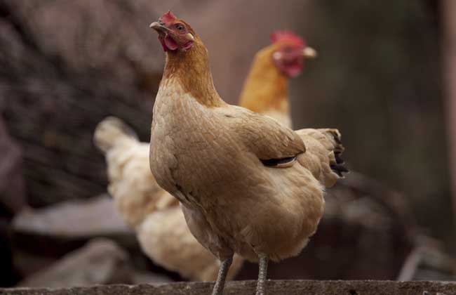 315帶給你不一樣的蛋雞散養技術