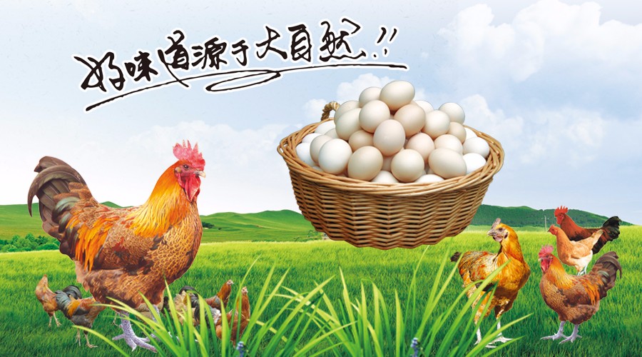 新型蛋雞散養集成系統，讓傳統散養插上科技的翅膀