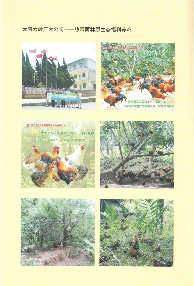 云南云嶺廣大公司-熱帶雨林原生態(tài)福利養(yǎng)雞.jpg