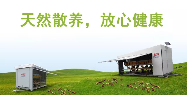 拒做“化妝”土雞蛋，我們有蛋雞散養集成系統