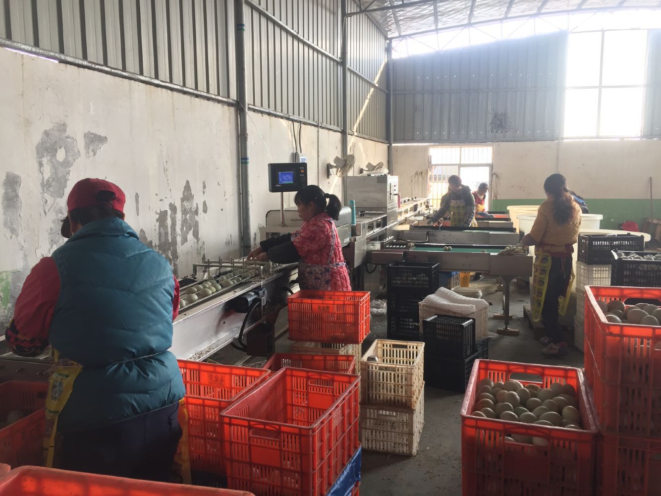 振野裂痕檢測分級機之宿松天天香使用現場