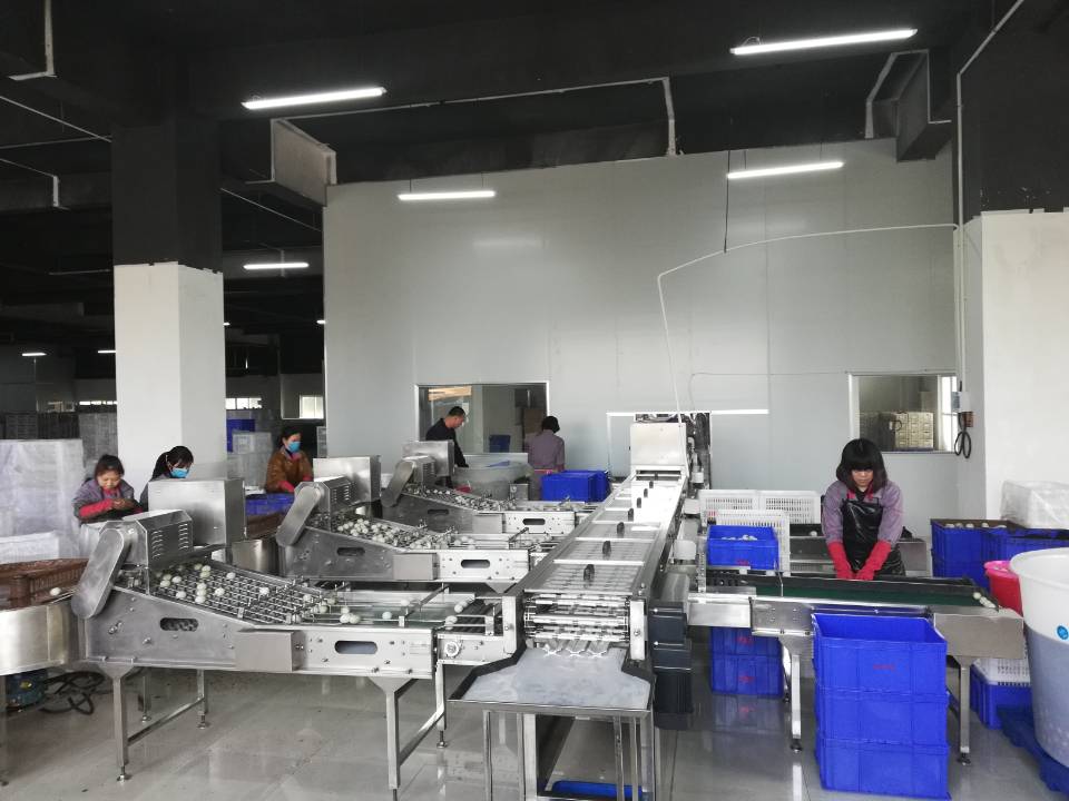 振野蛋品裂痕檢測分級機之福建閩生源使用現場