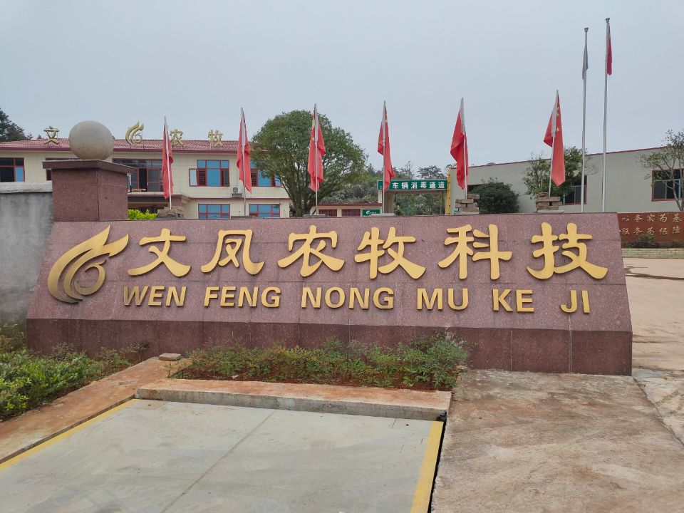 振野潔蛋生產線之雙峰文鳳使用現場