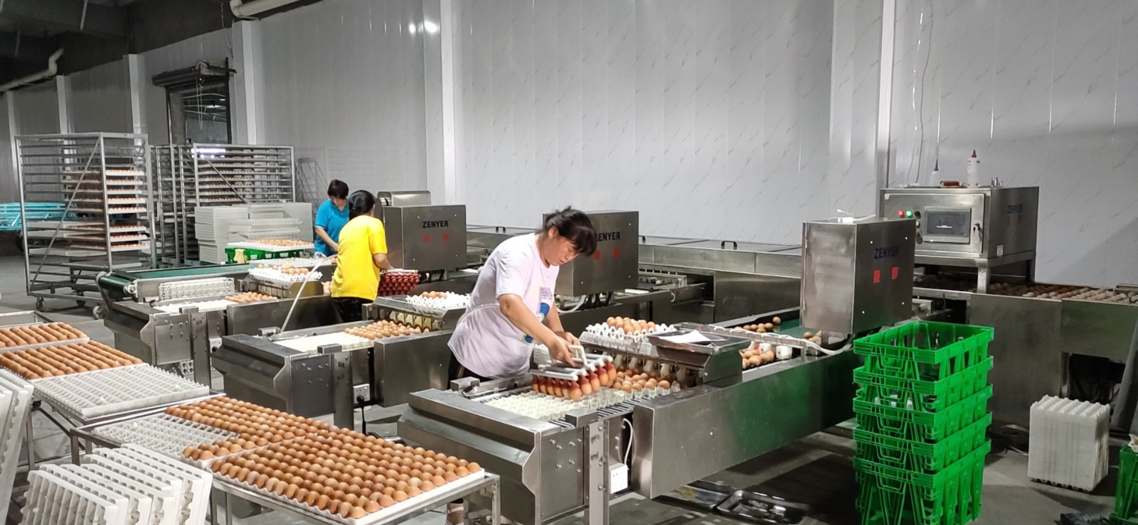 青島寶祺種蛋消毒清洗分級收集生產線應用現場！